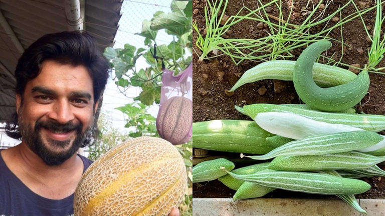actor, organic, garden, vegetables, seasonal, script actor, organic, garden, vegetables, seasonal, script