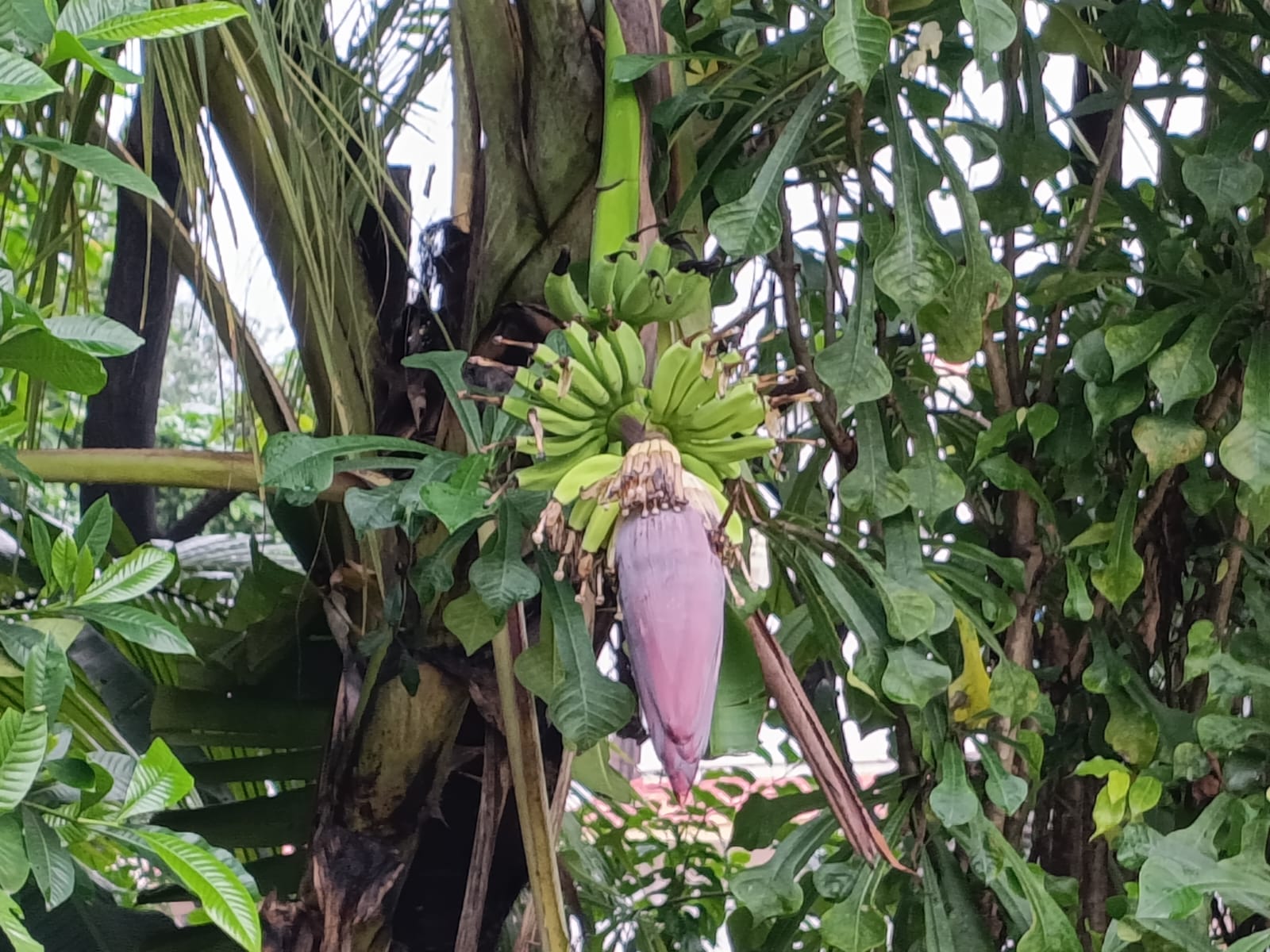 neighbour,garden, desire, banana, curry neighbour,garden, desire, banana, curry