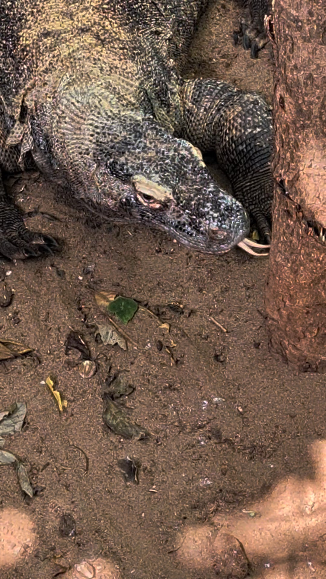 Komodo dragon