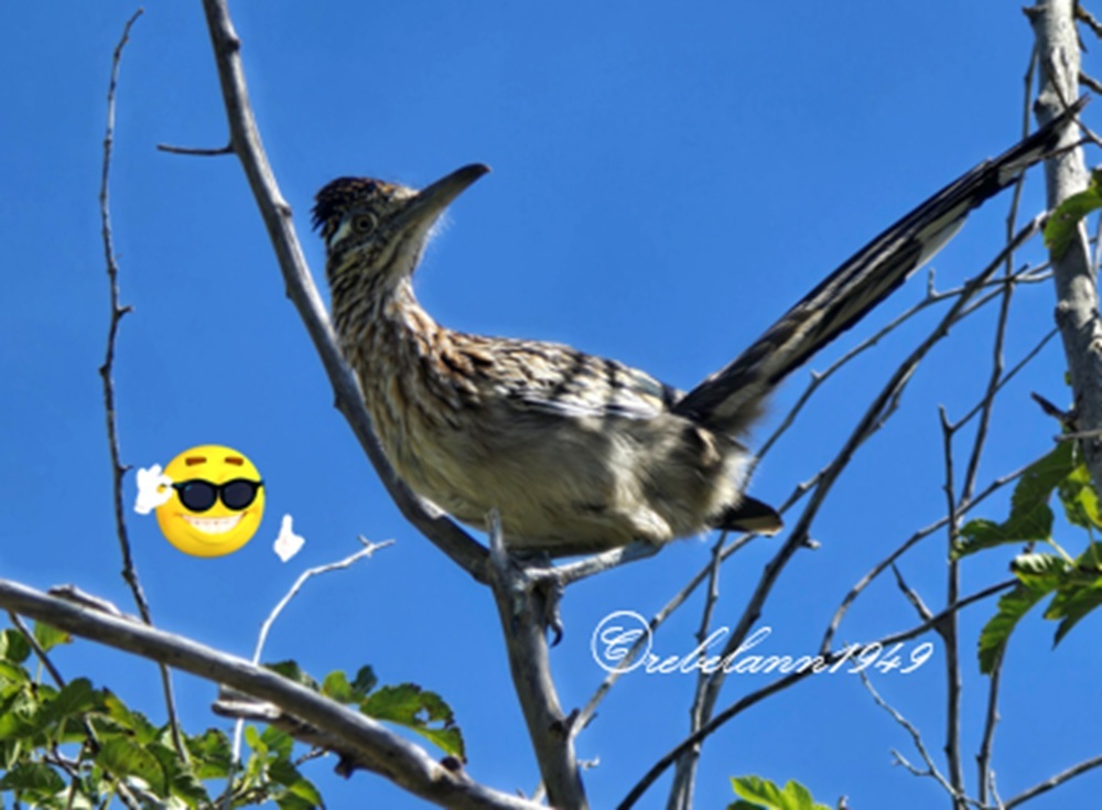 I wonder if I'll see this road runner again.