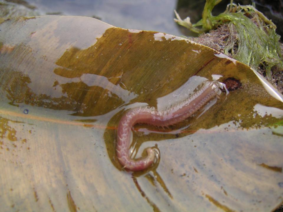 worm - animals of the rainforest! so many so creepy so slimy