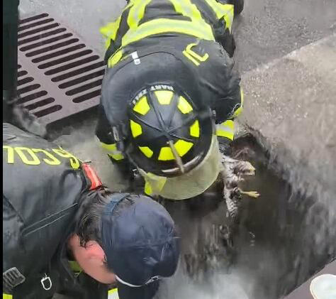 Firefighters in Florida rescue a hawk trapped inside of a storm drain Firefighters in Florida rescue a hawk trapped inside of a storm drain