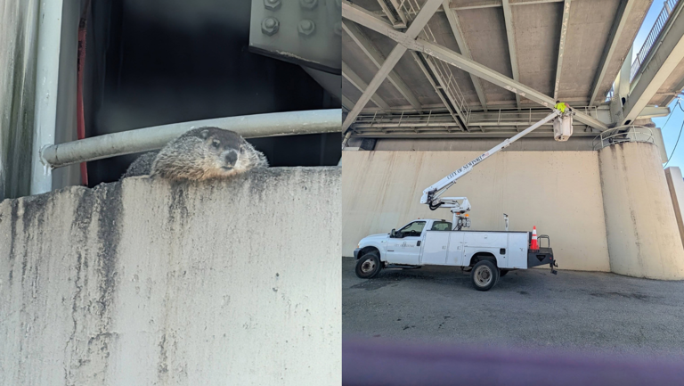 Groundhog rescued by a city employee in Kentucky Groundhog rescued by a city employee in Kentucky