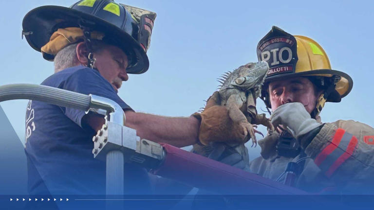 Firefighters in Johnson County Kansas rescue an iguana who was stuck in a tree Firefighters in Johnson County Kansas rescue an iguana who was stuck in a tree