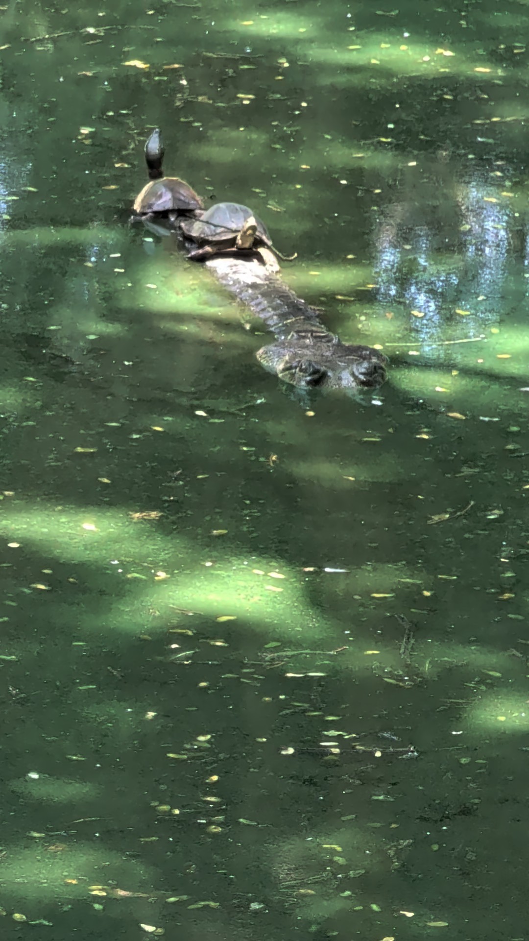 Wildlife interactions