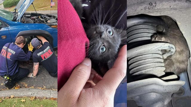 First responders in Georgia rescue a kitten who was trapped inside of an auto First responders in Georgia rescue a kitten who was trapped inside of an auto