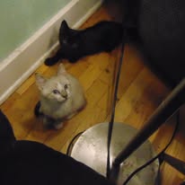 two young kittens