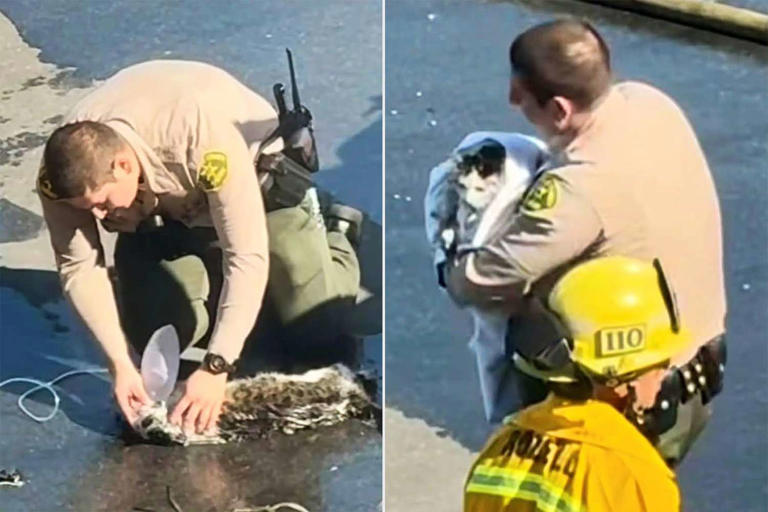 LACSD officer Lopez gives first aid to a cat that was knocked out in an accident. LACSD officer Lopez gives first aid to a cat that was knocked out in an accident.