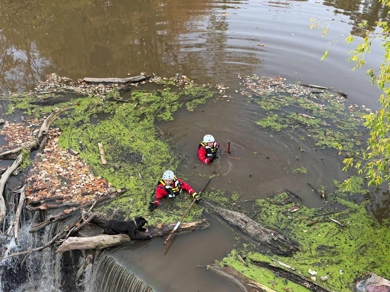 Firefighters in Elyria Ohio rescue a dog that was trapped in a log in the Black River. Firefighters in Elyria Ohio rescue a dog that was trapped in a log in the Black River.