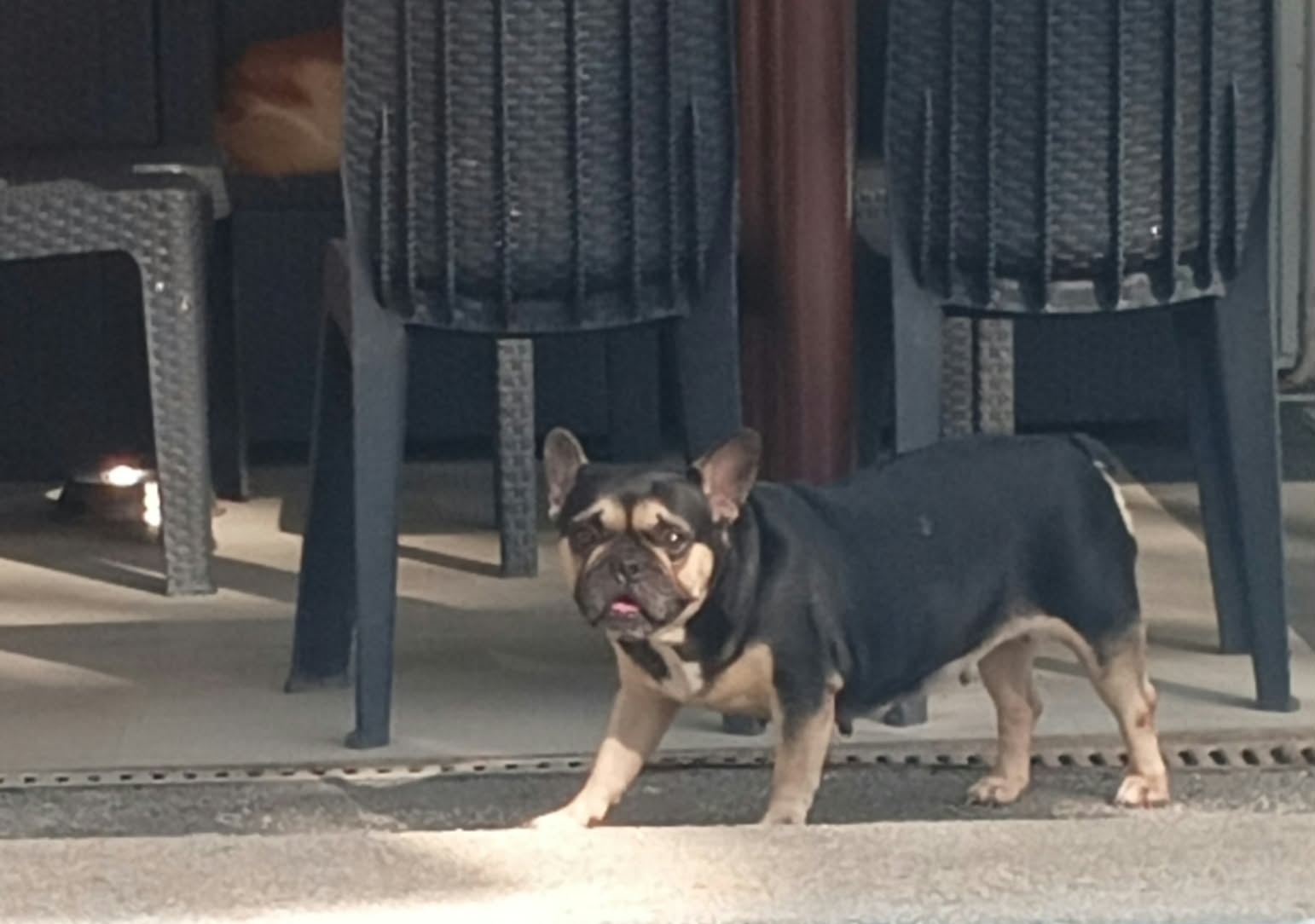 french bulldog french bulldog