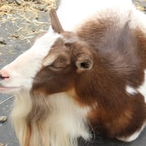 goat goat