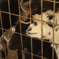 goats goats
