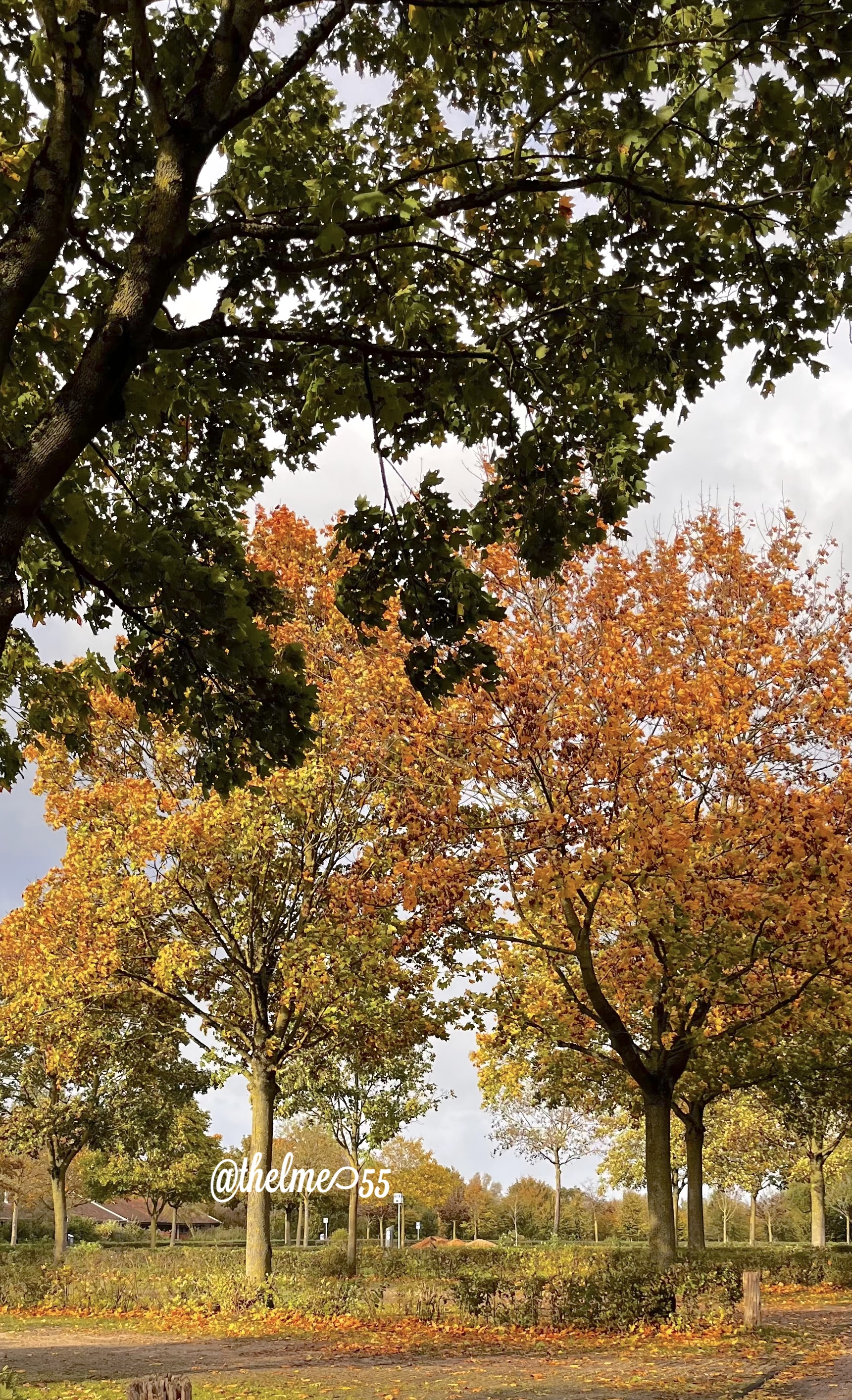 Autumn Autumn