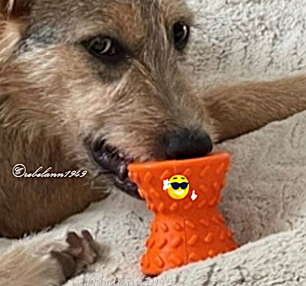 Roscoe with his toy that I put treats in. Roscoe with his toy that I put treats in.