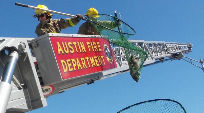 Austin Fire Department firefighters rescue a raccoon stuck in a tree.