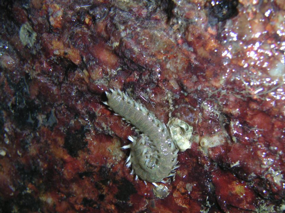 poision worms - cool! poisonous!