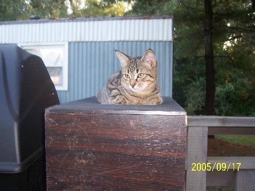 My baby gurl! - She was a manx cat. She's no longer w/ us. We all miss her so.