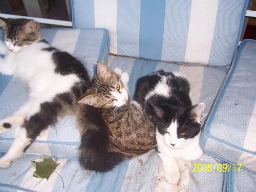 The rest of the litter - Hard to believe that they're from the same litter, huh?