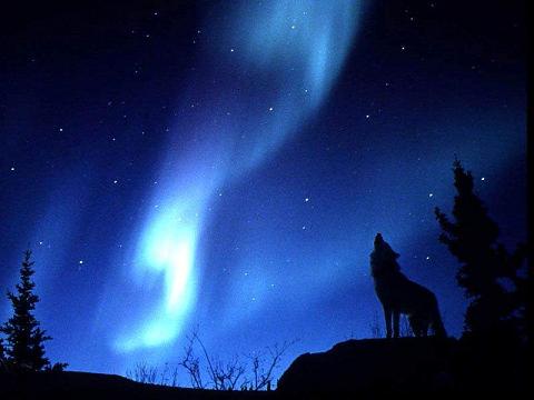 wolf - wolf