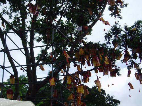 sacred tree in Hong Kong - wishing while throwing the oranges.