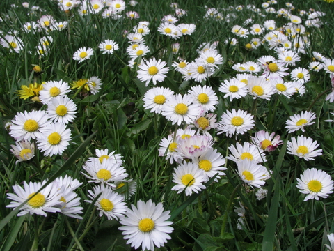 Flora!! - Beautiful garden full of flowers. its such a treat to one's eyes...Enjoy!!