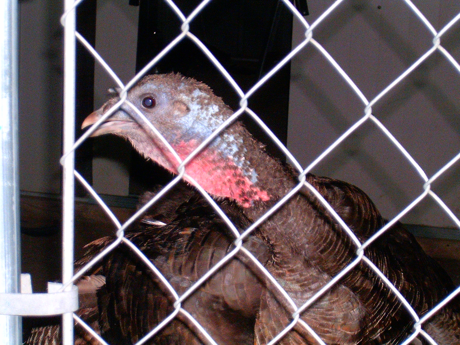 Puzzled Turkey - It's Dark in here!