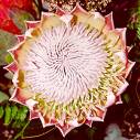 Flowers of South Africa - Remember that the most beautiful things in the world are the most useless; peacocks and lilies for instance