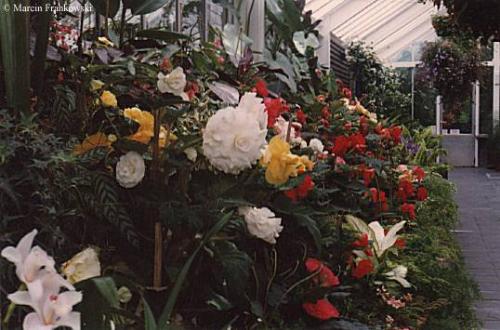 Flowers of New Zealand -  Red Rose, proud Rose, sad Rose of all my days! Come near me, while I sing the ancient ways: