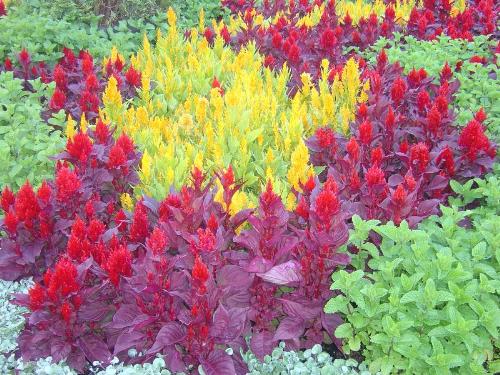 Sydney Flowers - flowers from sydney...australia.....God has sown his name on the heavens in glittering stars; but on earth he planteth his name by tender flwers