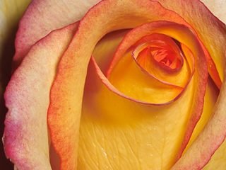 rose - yellow rose