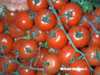 tomato - tomatoes......