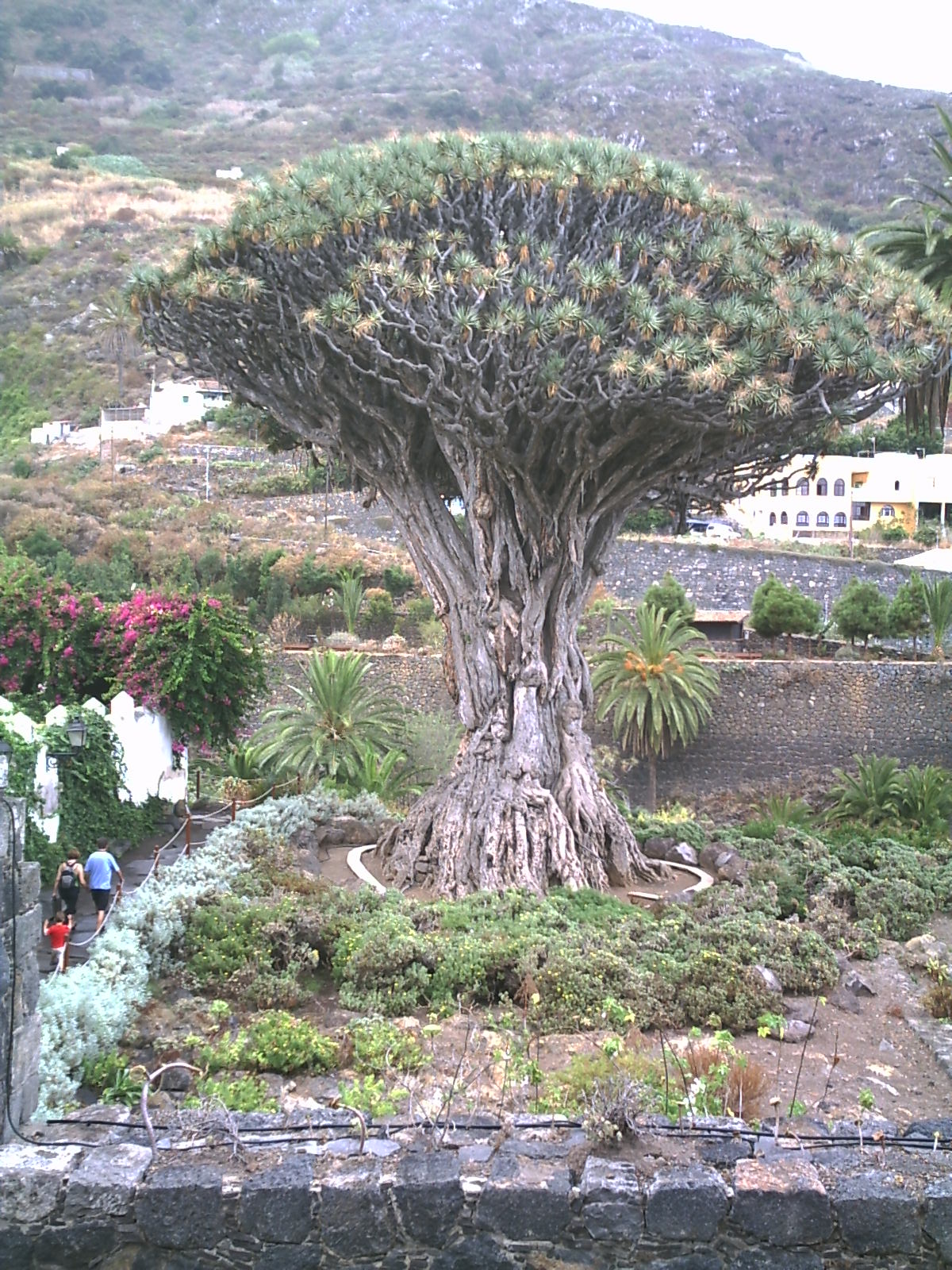 A millenium of life - A plant which I need thousand years in being a hair tree, we respect the nature