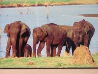 elephants after bath at Mysore zoo - Photographed at Mysore, India