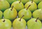 pears - pears pears - pears