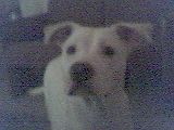 Pitbull Pearl. - This is a very cute picture of my pitbull, Pearl. She's looking up, and looking very adorable.