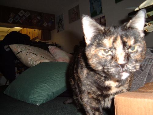 My cat - This is Luna my Tortoise Shell cat.  I have had her since 1999.  She is my baby!