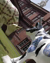 manchester cows - cows in manchester, they are not real