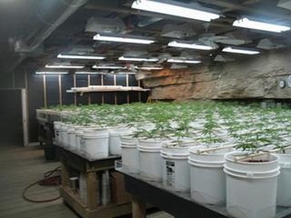 canabis - vegetation
