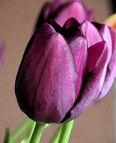 tulip - ^__^