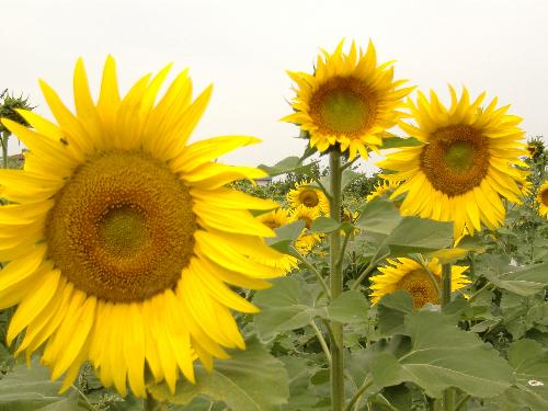 sunflowers - ^___^