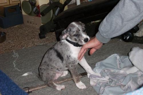 Puppy Emmy - My new pup is a blue heeler mix and is so cute!
