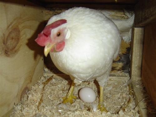 One of my chickens! - It took me ages to get this photo, but I was determined to do it. When Salty lays an egg - she whistles! Salty is a bantam Leghorn and very talkative. Also, she's top of the pecking order and bosses everyone around.