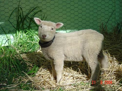 Rambeau - the lamb - This is Rambeau when we first got him a few years ago now. We had to keep him in the chook run at night to keep him safe as we have foxes in the garden. This is the sheep that broke my wrist - he's still safe & sound as I am vegetarian!