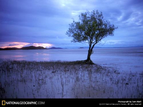 Nice Scenery - A nice Wallpaper.