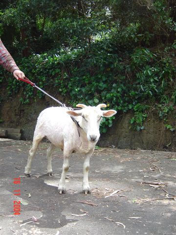 Wesley - This is my other sheep, Wesley, when he was a lamb. This is him after his first shearing. He's part Merino and now has the characteristic crinkles on his nose. His wool is very good and I keep meaning to learn how to spin, but just haven't had the time.
