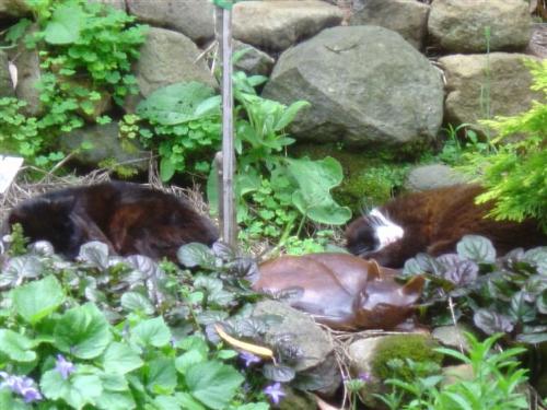 Spot the real cats! - I have 3 cats, 2 of which are asleep in the garden outside the kitchen window. In the garden is a pottery sculpture of a cat asleep - it's very difficult to see which is the real one(s)!