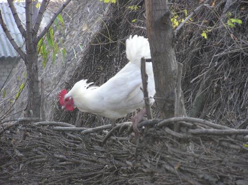Chicken - Chicken on a fence