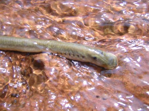 Agnatha - A Cyclostome (Agnatha) in a river from Romania