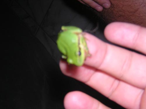 Tree frog - A small tree frog (Hyla arboraea)