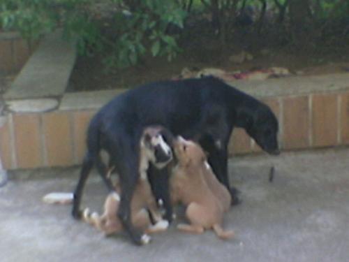 FEED! - SHE IS THERE WHEN HALF ASLEEPED SMALLONES ARE HUNGRY. EVERY PUPY IS SO ENGROSSED TOTALY.